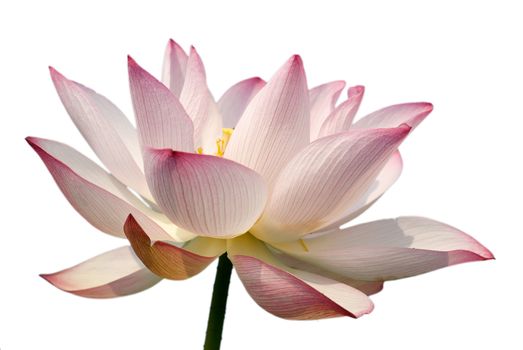 It is the beautiful lotus flower photo.