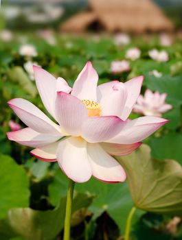 It is the beautiful lotus flower photo.