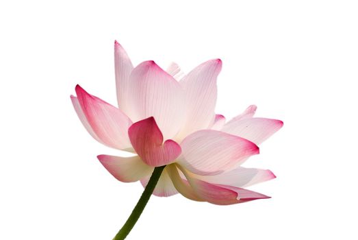 It is the beautiful lotus flower photo.