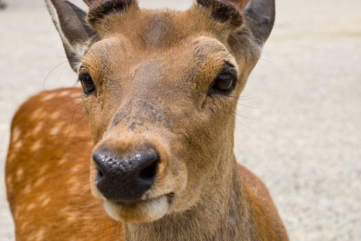 Closeup of a spotted deer in Nara, Japan