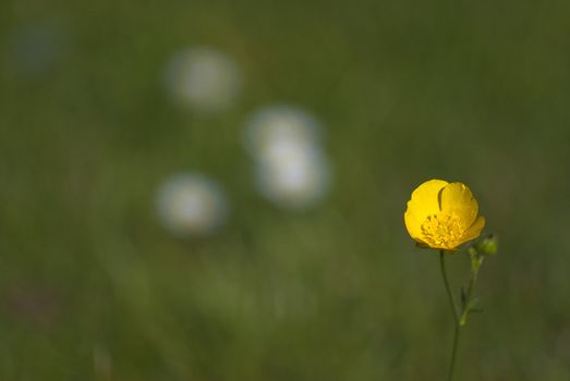 A single buttercup in focus to lower right of frame, with grass and daisies in very soft focus in background.  Shallow depth of field.