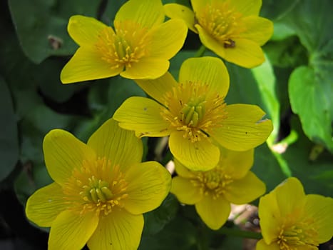 A photograph of a yellow flower in a garden.