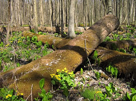 A photograph of flowers in a forest.