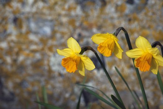 Three yellow daffodils on right side of frame with soft focus flint stone wall in the background.  