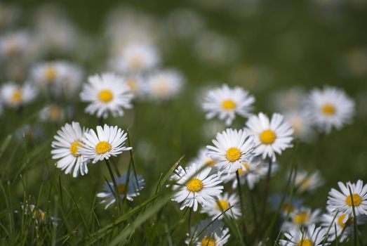 A close-up, shallow depth of field shot of daisies in a grassy meadow in bright sunlight.  