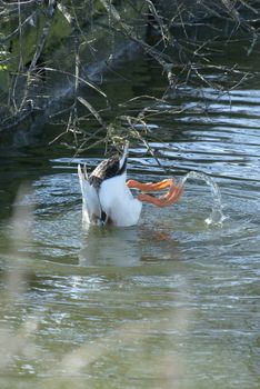 A white duck inverted in a pond, webbed feet in the air, with water trail illustrting the movement prior to inversion.