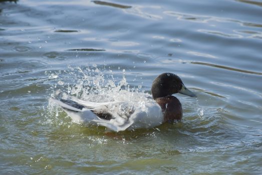 A duck vigorously shaking water from it's feathers in a pond.  Ripples appear where droplets descend.