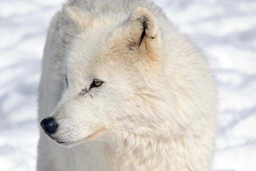 Arctic wolf in Winter