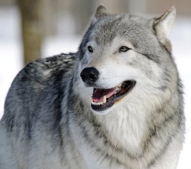 Close-up portrait of a gray wolf in Winter