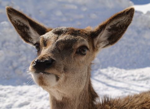 White-tailed deers in winter