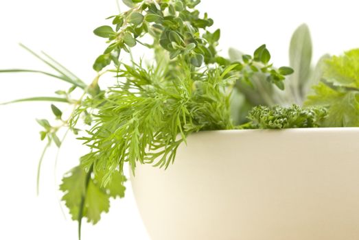 Closeup of a selection of fresh herbs spilling over the rim of a cream bowl (from a pestle/mortar set).  Dil, curled parsley and lemon thyme in foreground.  Sage and chives in background.  Shallow depth of field.  White background.