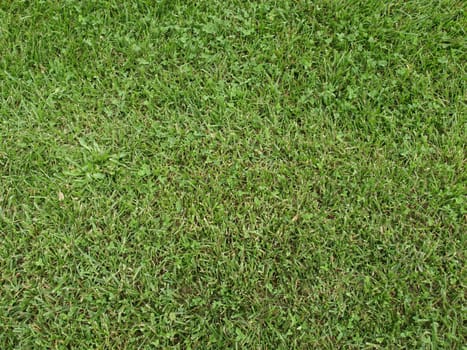 Green meadow or lawn useful as a grass background