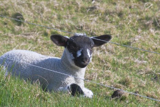 A newborn lamb lying on grass in bright sunshine, looking directly at camera from behind a barbed wire fence.