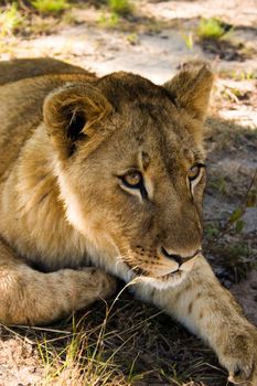 Lion cub looking to stalk prey in game park