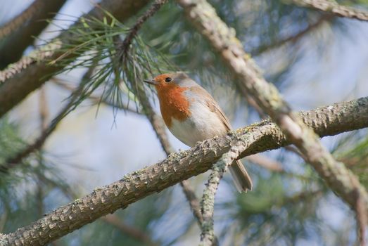 A Robin perched on a branch of a pine tree.  Foliage broken by soft-focus sky.  The bird looks toward the left of the frame.