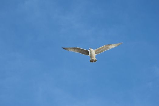 A seagull flying overhead against a bright blue sky with feint cloud visible.