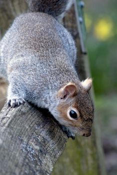 A grey squirrel looks down to the right from a wooden fence.  Daffodils in soft focus in the background signify Springtime.