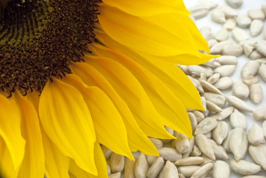 Close-up of a sunflower head with sunflower seeds scattered beneath it, on a white plate.