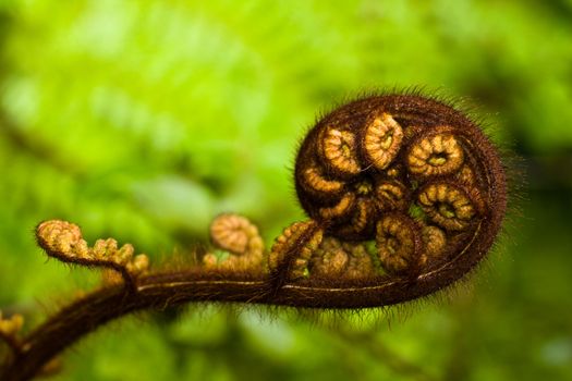 Close up of a new tree fern shoot uncoiling.