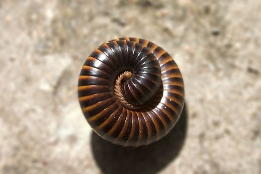 a close up of a millipede all coiled up for protection