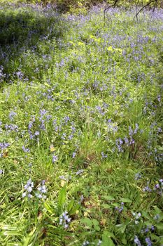 a path full of bluebells in ireland
