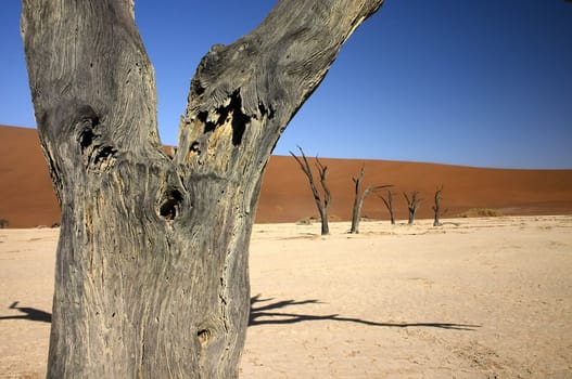 Close up of a dead tree with other dead trees in the background in Dead Vlei, Namibia