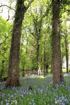 a wood full of bluebells in ireland