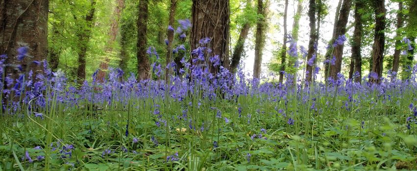 a wood full of bluebells in ireland