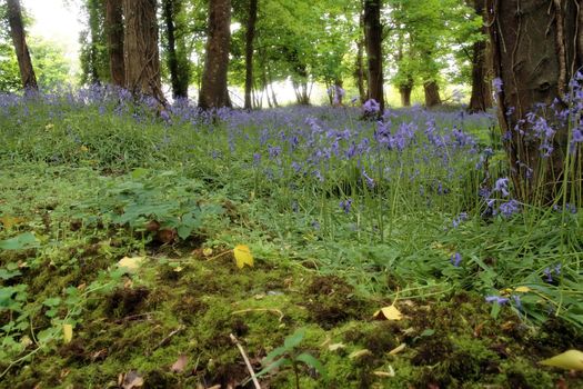 a wood full of bluebells in ireland