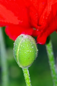 Close up of common poppies with water drops