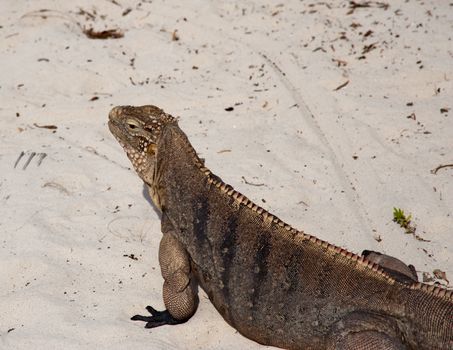 Green rock iguana on Little Cayman island