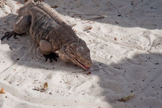 Green rock iguana on Little Cayman island