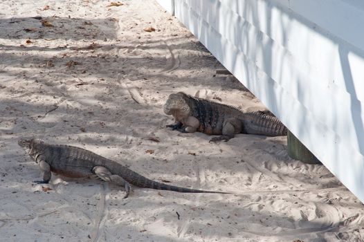 Green rock iguanas on Little Cayman island