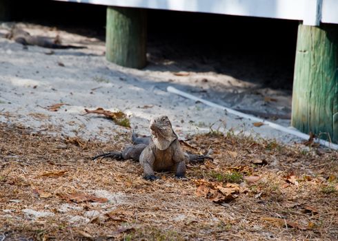 Green rock iguana on Little Cayman island