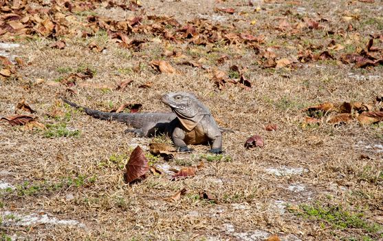 Green rock iguana on Little Cayman island