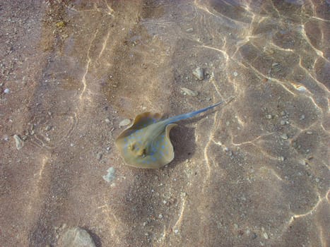 Colorful ray in sea lagoon