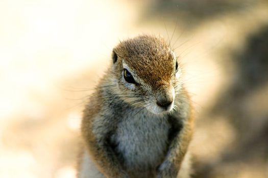 portrait of a ground squirrel in Etosha National Park Namibia