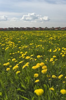 Dandelions field and cottages background