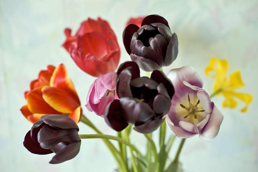 Black tulips and other ones on background