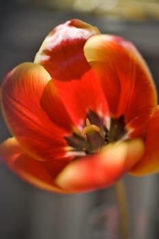 Red tulip with pistil and stamens close up