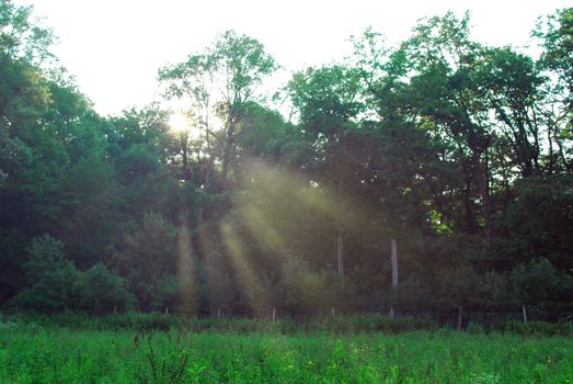 Beams of light entering hazy forest erly morning just after rain
