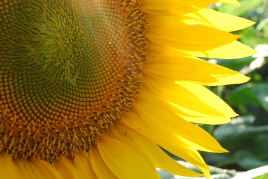 closeup of sunflower half of flower showing
