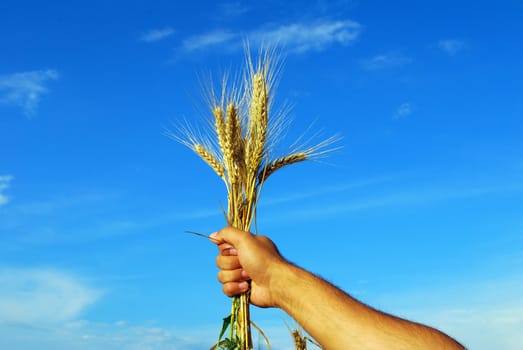 hand holding grain with beautiful sky behind
