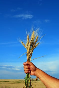 hand holding grain with beautiful sky behind
