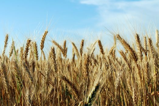 Golden grain field with very bright blue sky in background
