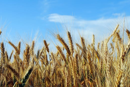 Golden grain field with very bright blue sky in background
