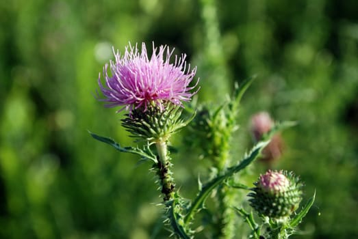 Bull scotch thistle flower in natural background
