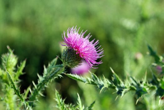 Bull scotch thistle flower in natural background
