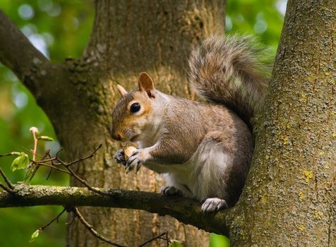 a squirrel sitting in a tree eating a monkey nut