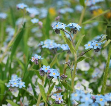 Forget me not flowers in meadow.